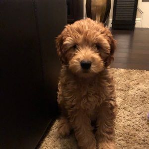 Meet your Posher, Karim